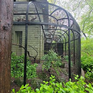 Bronx - Pheasantry, Australian magpie