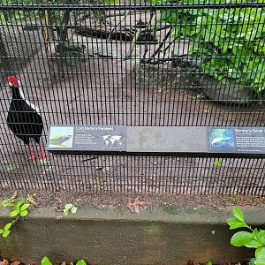 Bronx - Pheasantry, Berlioz's silver pheasant (and Lord Derby's parakeet)