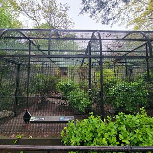 Bronx - Pheasantry, Berlioz's silver pheasant and Lord Derby's parakeet