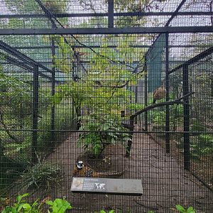 Bronx - Pheasantry, Reeve's pheasant