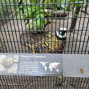 Bronx - Pheasantry, Reeve's pheasant