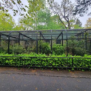 Bronx - Pheasantry, Palm-nut vulture