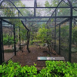 Bronx - Pheasantry, Plush-crested jay exhibit