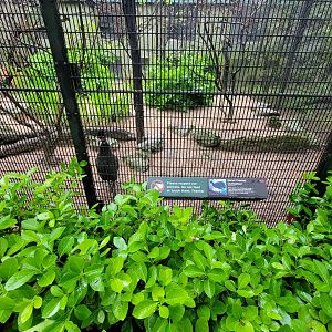 Bronx - Pheasantry, Kenya crested guineafowl