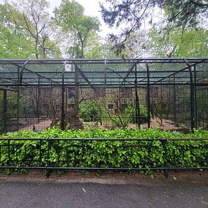 Bronx - Pheasantry, Kenya crested guineafowl and superb starling