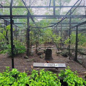 Bronx - Pheasantry, Cabot's tragopan and Mariana fruit dove