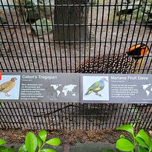 Bronx - Pheasantry, Cabot's tragopan