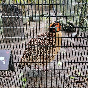 Bronx - Pheasantry, Cabot's tragopan