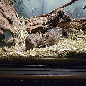 Bronx - Mouse House, Degus