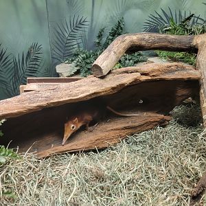 Bronx - Mouse House, Black and rufous elephant shrews