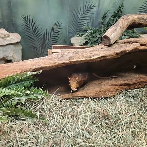 Bronx - Mouse House, Black and rufous elephant shrews