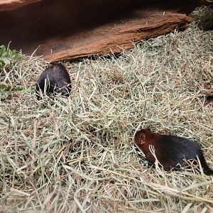 Bronx - Mouse House, Black and rufous elephant shrews