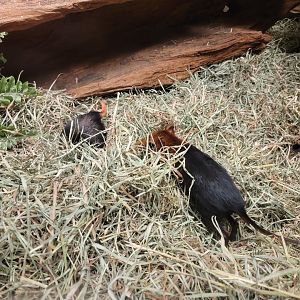 Bronx - Mouse House, Black and rufous elephant shrews