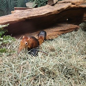 Bronx - Mouse House, Black and rufous elephant shrews