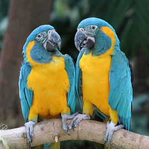 Blue-throated Macaws