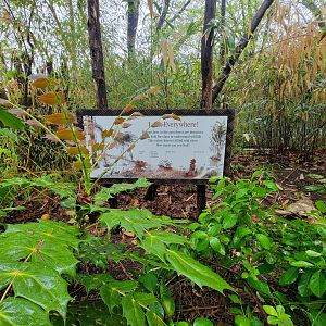 Bronx - Congo, Look everywhere!