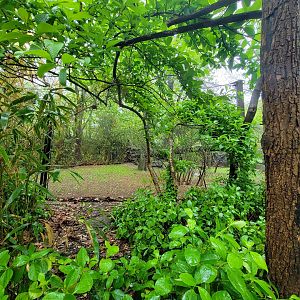 Bronx - Congo, first animal viewing spot, end of Angolan Colobus exhibit