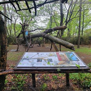 Bronx - Congo, Angolan Colobus yard