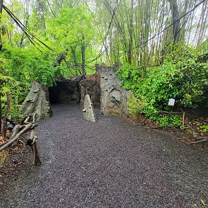 Bronx - Congo, Walk-through fallen tree
