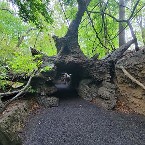 Bronx - Congo, Walk-through fallen tree