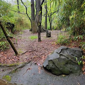 Bronx - Congo, first Okapi viewing spot