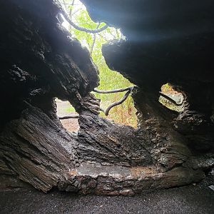 Bronx - Congo, Okapi viewing windows in walk-through fallen tree