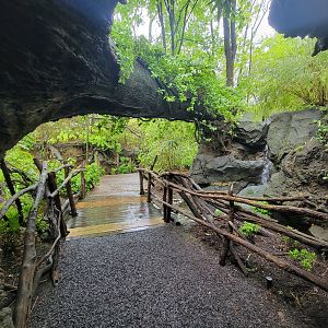 Bronx - Congo, exit of walk-through fallen tree, okapi on left