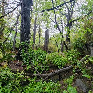 Bronx - Congo, Okapi yard
