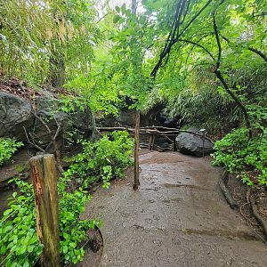 Bronx - Congo, pathway