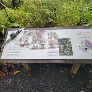 Bronx - Congo, Okapi tracking