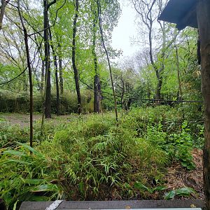 Bronx - Congo, Okapi yard