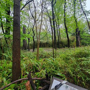 Bronx - Congo, Okapi yard