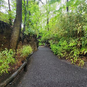 Bronx - Congo, pathway