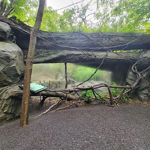 Bronx - Congo, first viewing spot for mandrill / red river hog