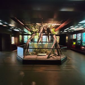 Bronx - Congo, view inside building, first rotunda