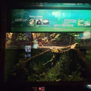 Bronx - Congo, ornate bichir, banded bushfish, panther bushfish