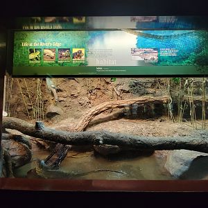 Bronx - Congo, unsigned water monitor