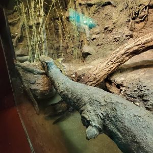 Bronx - Congo, unsigned water monitor
