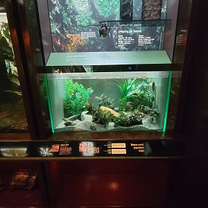 Bronx - Congo, Regan's Julie