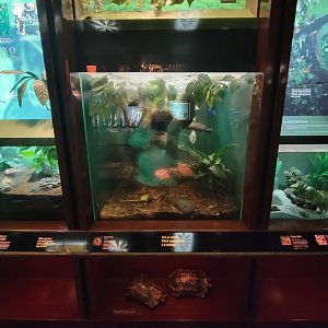 Bronx - Congo, Ball python