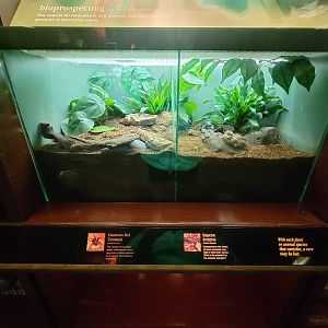 Bronx - Congo, Cameroon red tarantula, emperor scorpion