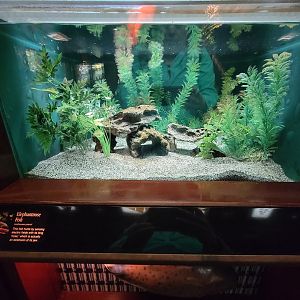 Bronx - Congo, Elephantnose fish