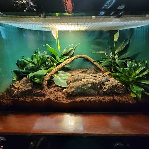 Bronx - Congo, fire skink