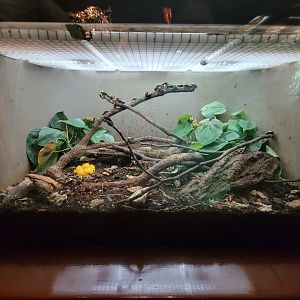 Bronx - Congo, sun beetles