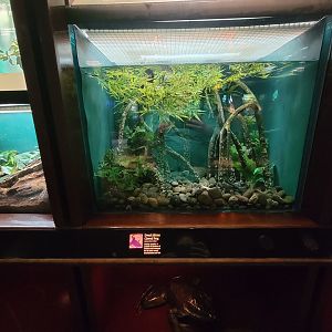 Bronx - Congo, dwarf African clawed frogs