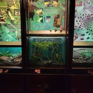 Bronx - Congo, dwarf African clawed frogs