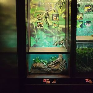 Bronx - Congo, white-spotted assassin bug