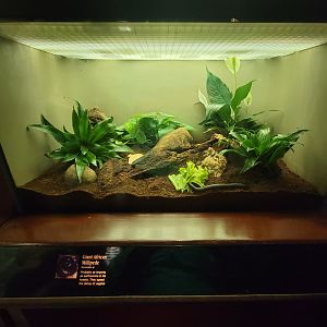 Bronx - Congo, giant African millipede