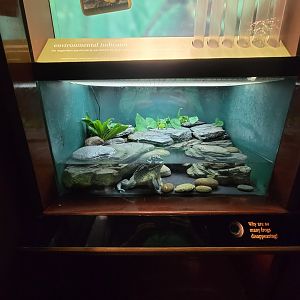 Bronx - Congo, unsigned African bullfrog