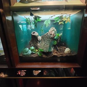 Bronx - Congo, Calabar python